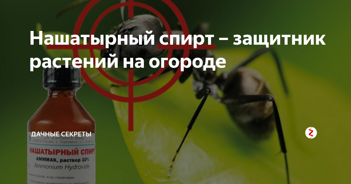 Нашатырный спирт от тли и муравьев