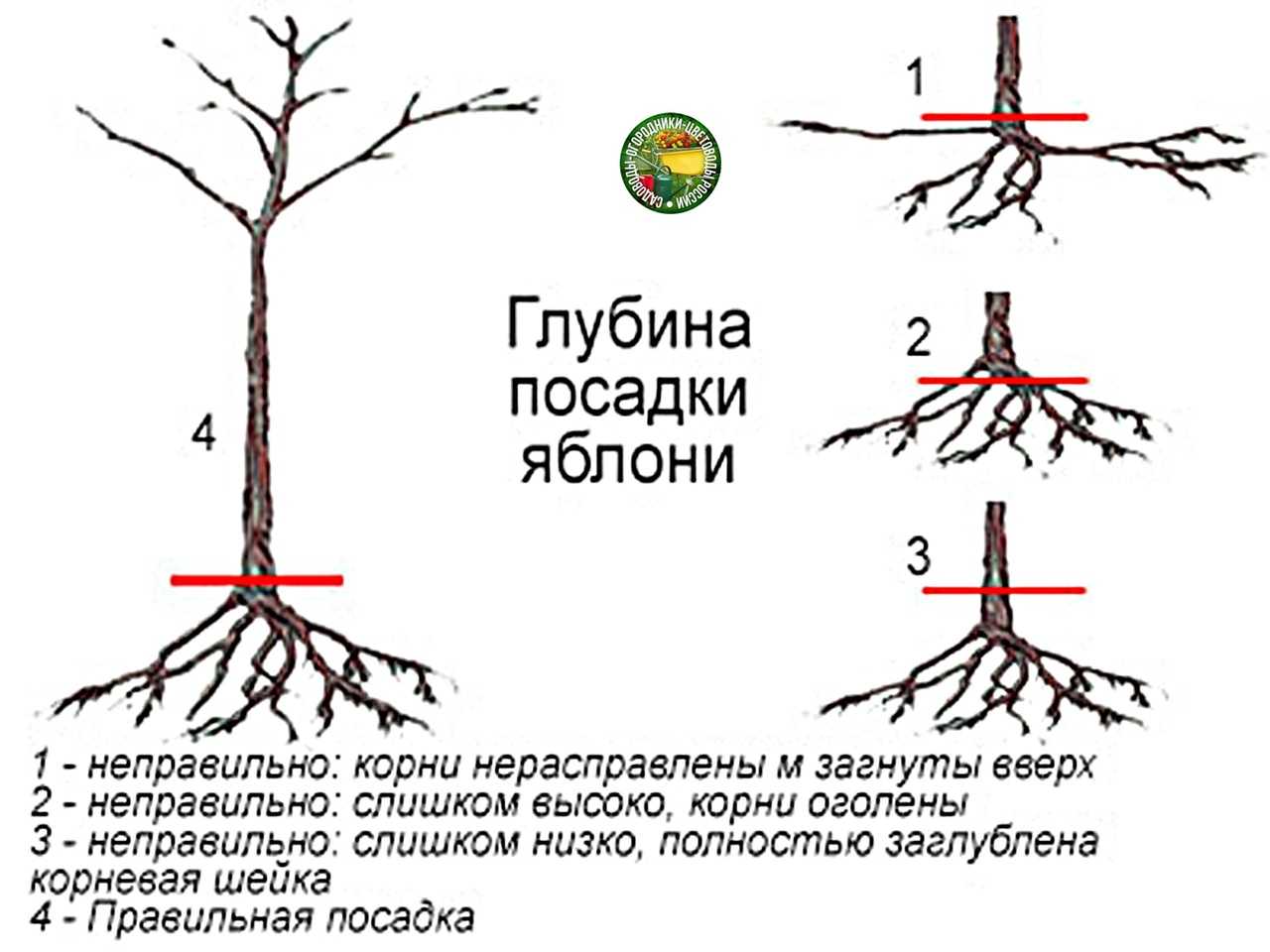 Посадка саженца вишни весной в открытый грунт: правила, схемы, сроки