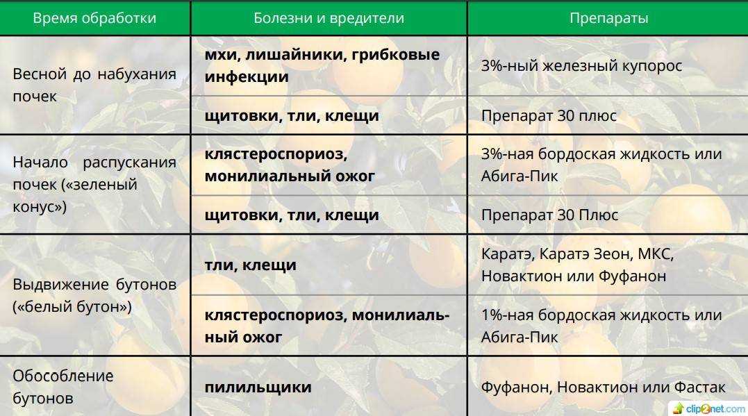 Чем опрыскивать деревья осенью на зиму: от вредителей и болезней, рекомендации, видео