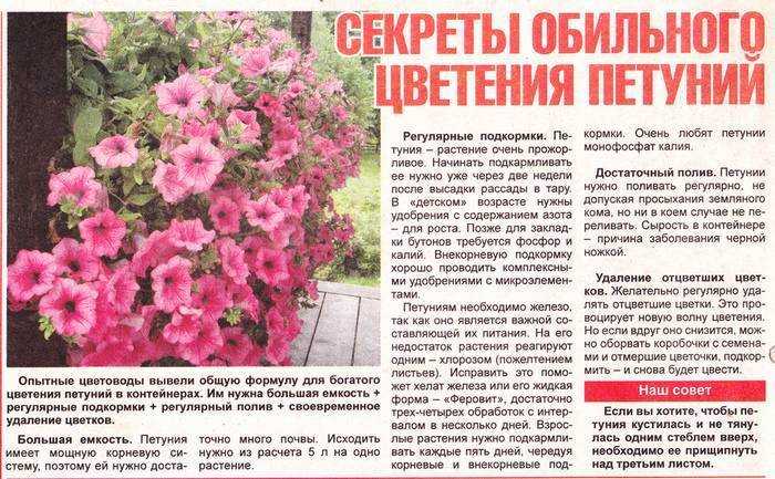 Что случилось с геранью? почему не цветет растение и как ему помочь?