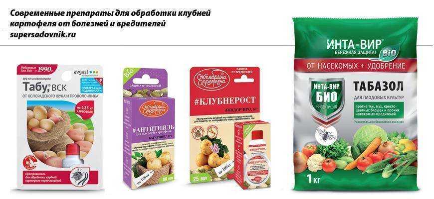 Чем обрабатывать картофель перед посадкой правильно
