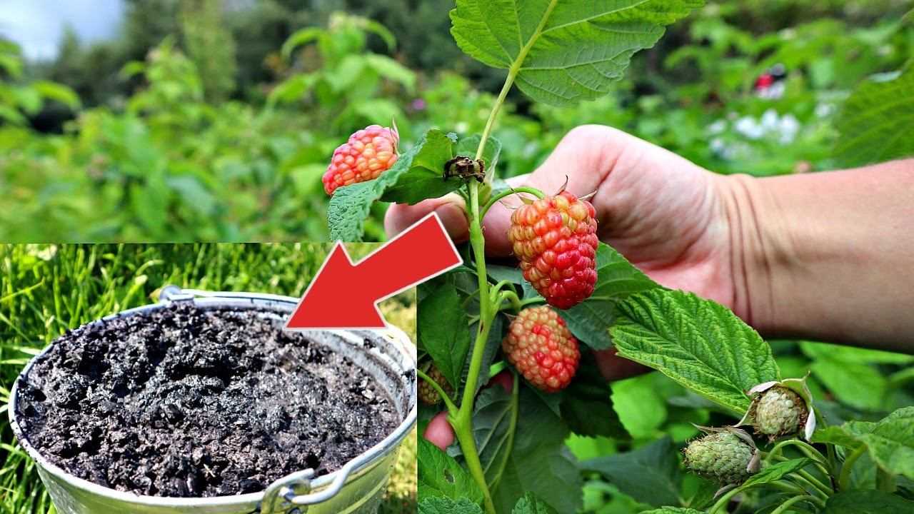 Почему не плодоносит малина, что делать, если не цветет и нету ягод