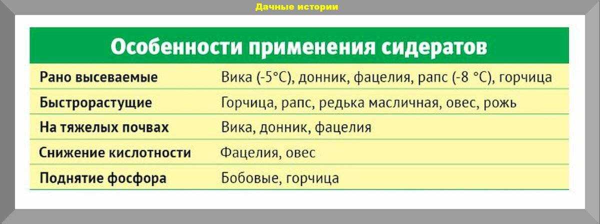 Когда и как перекапывать горчицу как сидерат (5 советов): для чего сажают на огороде, зачем сеять, достоинства посева