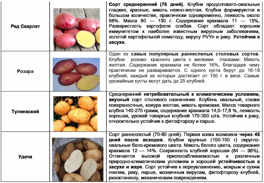 Картофель барин: характеристика и описание сорта, выращивание и уход
