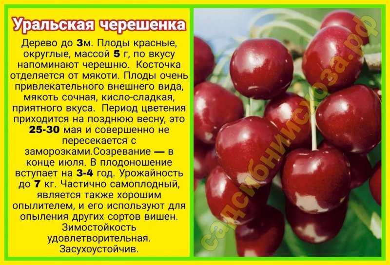 Вишня шпанка: описание сорта, выращивание, фото, отзывы