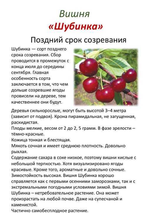 Вишня шоколадница: описание и особенности выращивания сорта