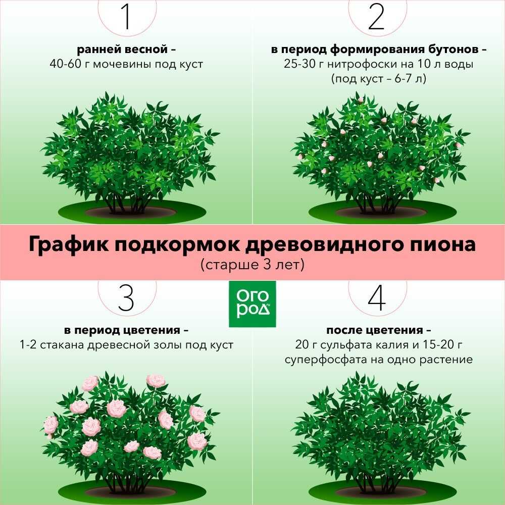 Чем подкармливать гладиолусы для обильного цветения: народными средствами