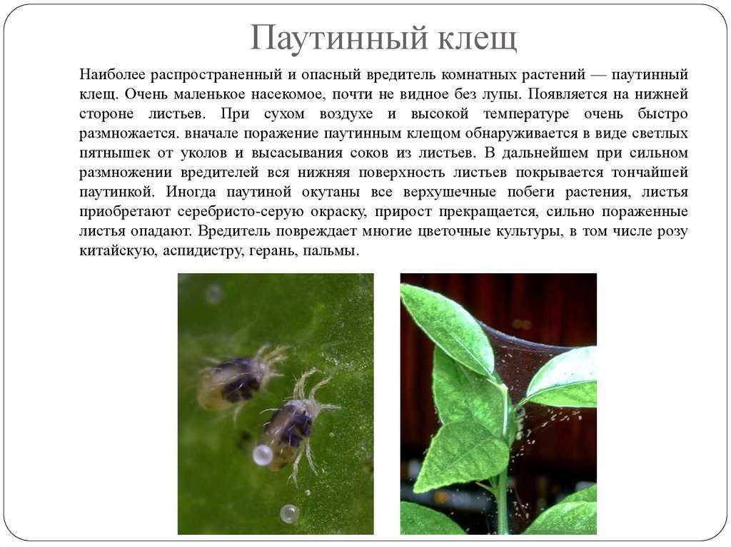 Защита рассады от паутинного клеща. профилактика, препараты, обработка. фото — ботаничка