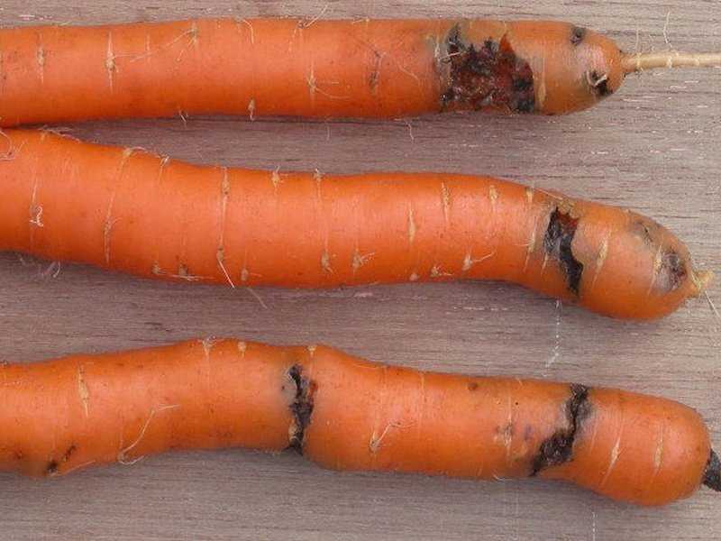 Болезни моркови и другие опасности, поджидающие овощ и методы борьбы