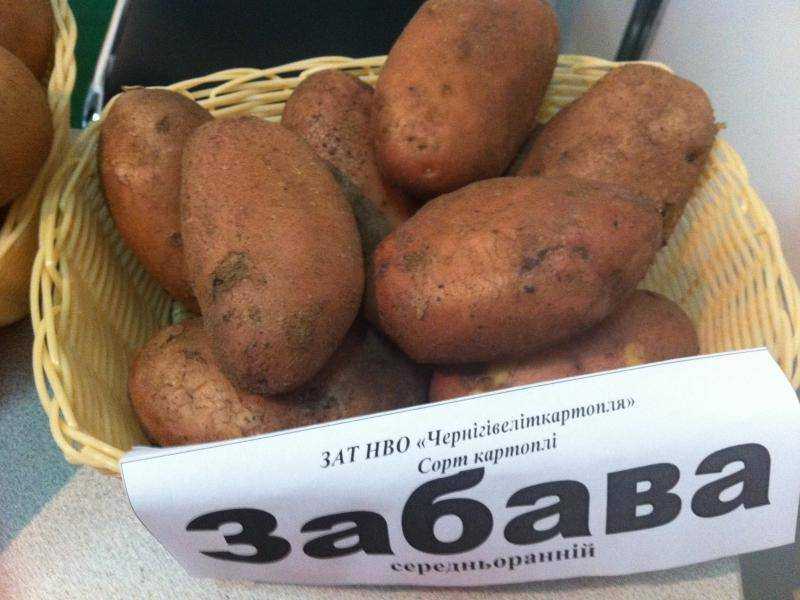 ✅ картофель родриго характеристика сорта отзывы вкусовые качества - питомник46.рф