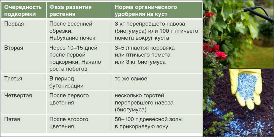 Уход за розами весной в открытом грунте: когда открывать розы после зиму, как обрезать, весенняя подкормка роз