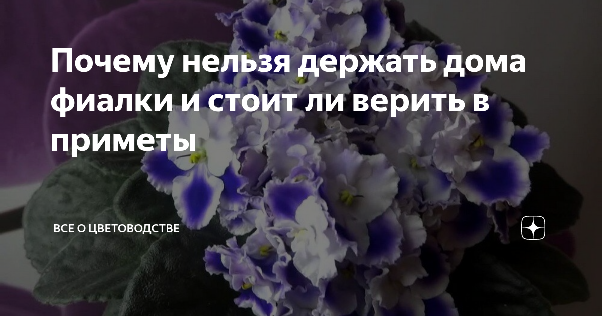 Почему фиалки на подоконнике разрушают личную жизнь: странные приметы и суеверия