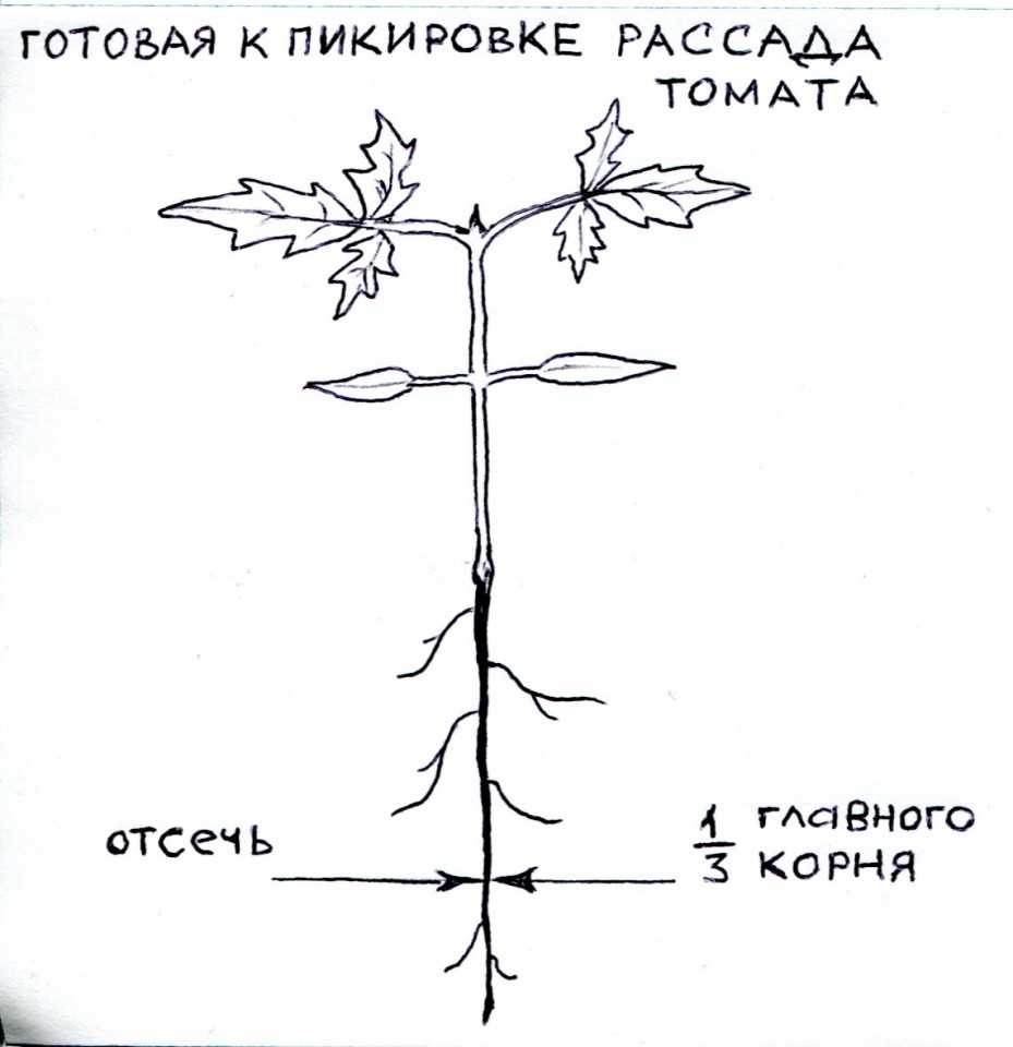Когда сажать баклажаны на рассаду | лунный календарь 2023