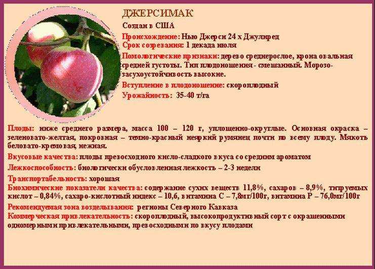 Как вырастить крупный сорт яблони апорт?