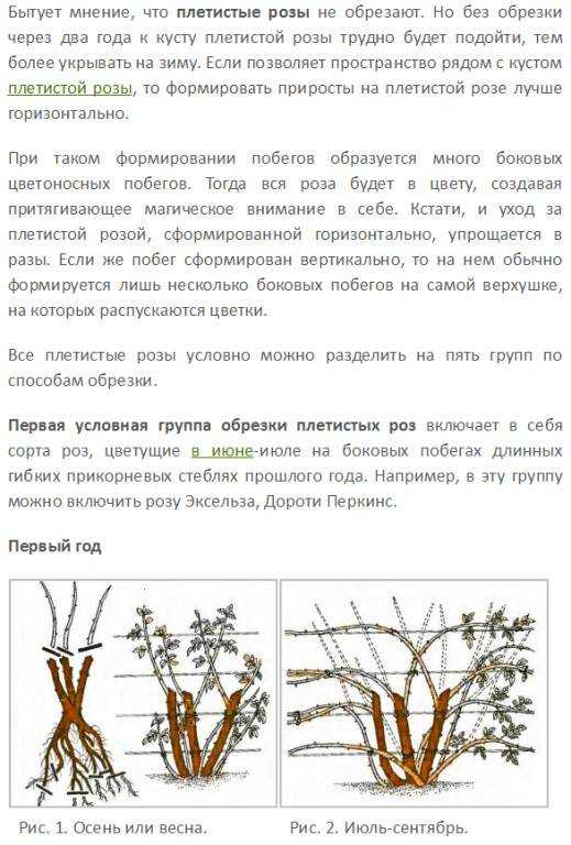 Плетистые розы: посадка и уход, размножение, болезни и удобрения, выращивание в подмосковье + фото сортов