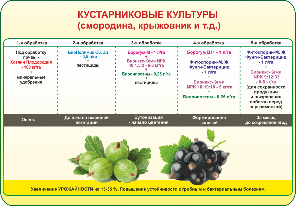 Схема ухода за земляникой