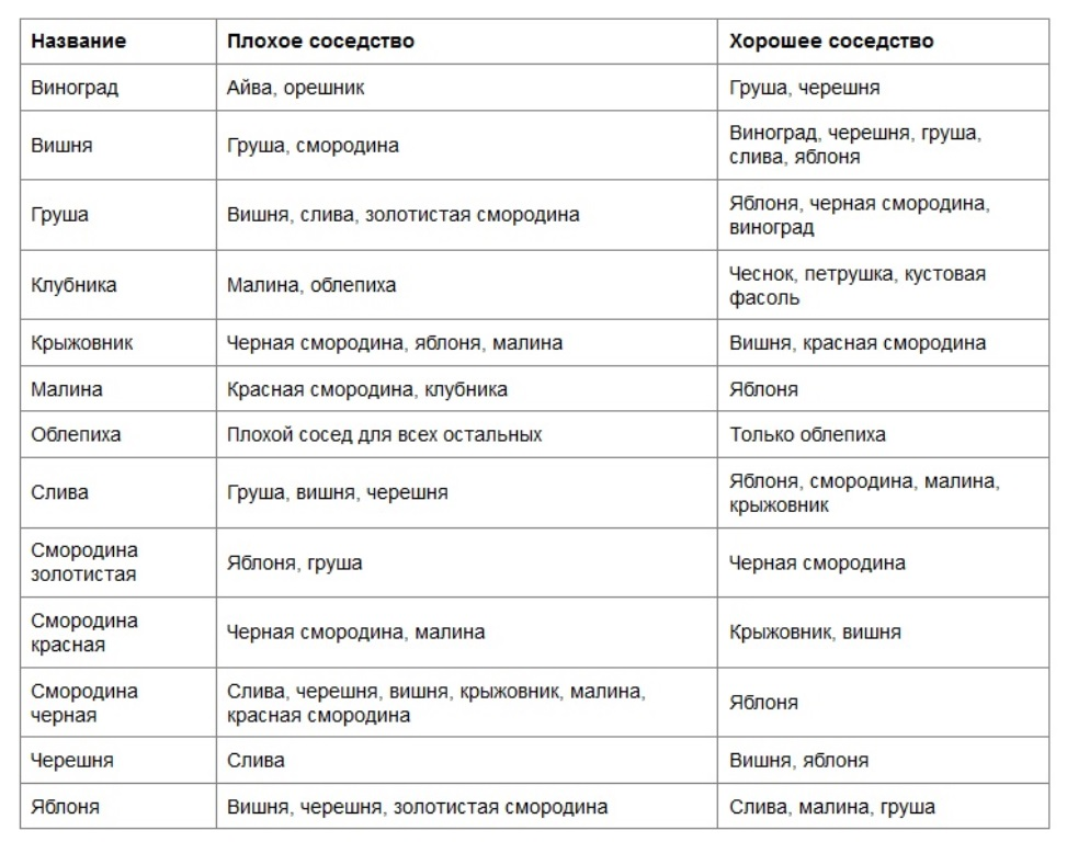 Посадка малины: как правильно посадить летом, схема и пошаговая инструкция, выбор почвы