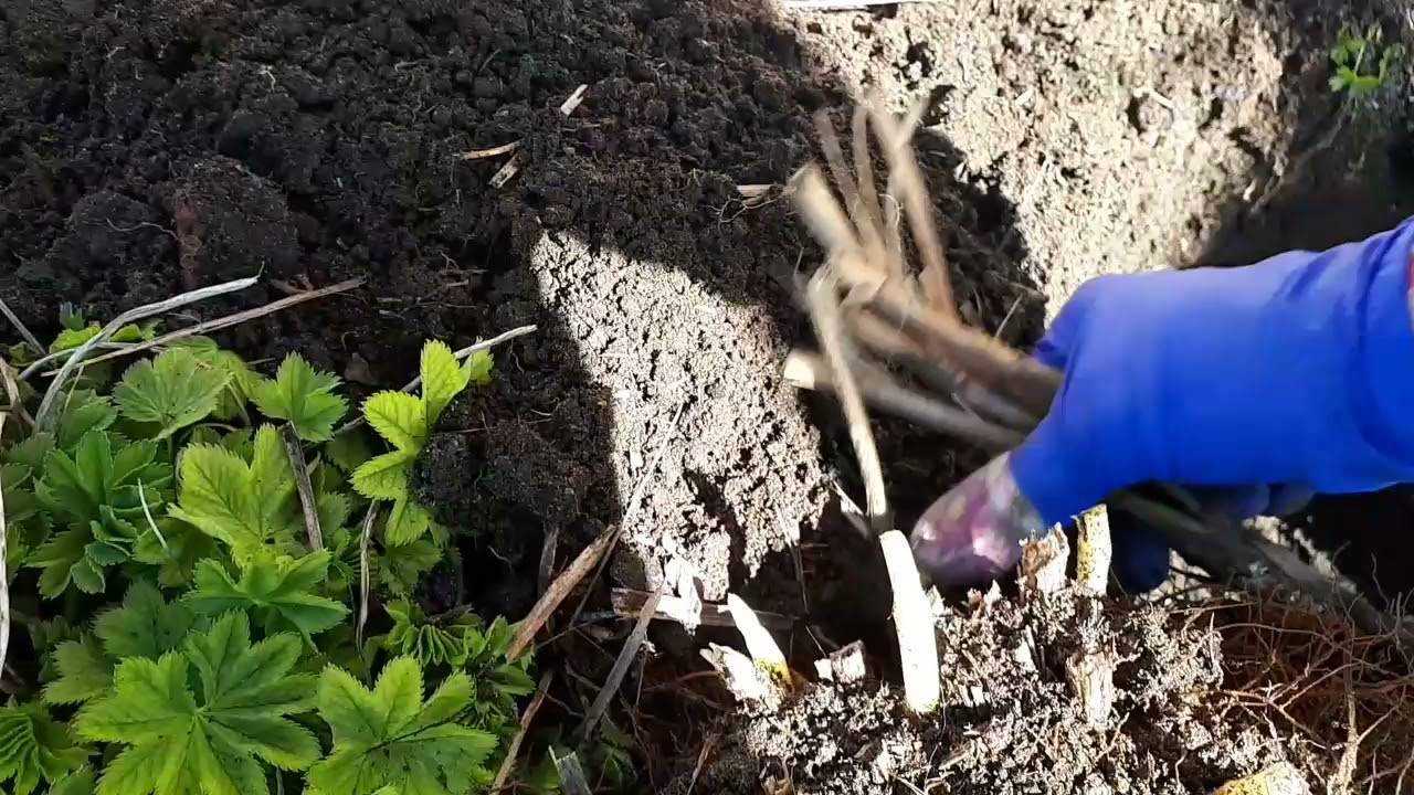 Пересадка клематиса: как пересадить на другое место весной?