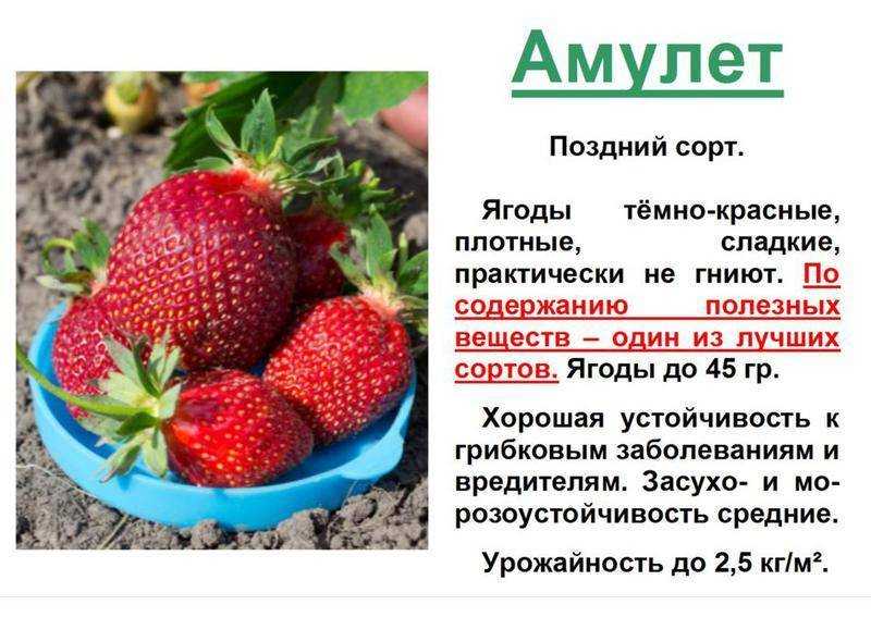 Лучшие сорта клубники на 2023 год: топ-32 самых урожайных и вкусных