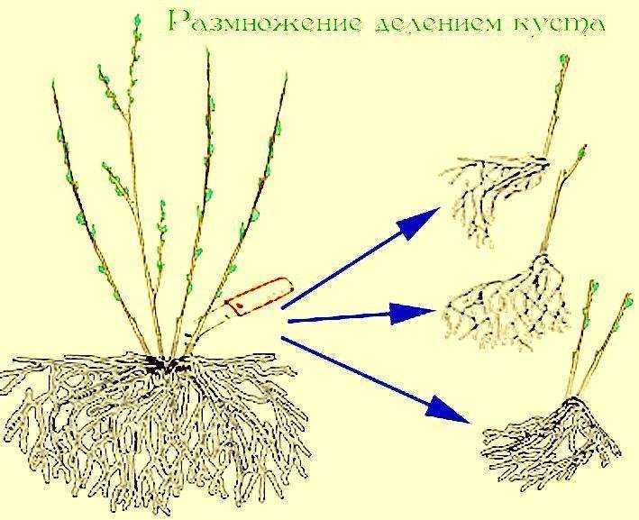 Всё о размножении кактусов ? в домашних условиях