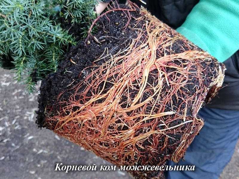 Обрезка черешни крайне важна для регулярного обильного плодоношения Что нужно знать, чтобы избежать типичных ошибок Правила и схемы проведения процедуры
