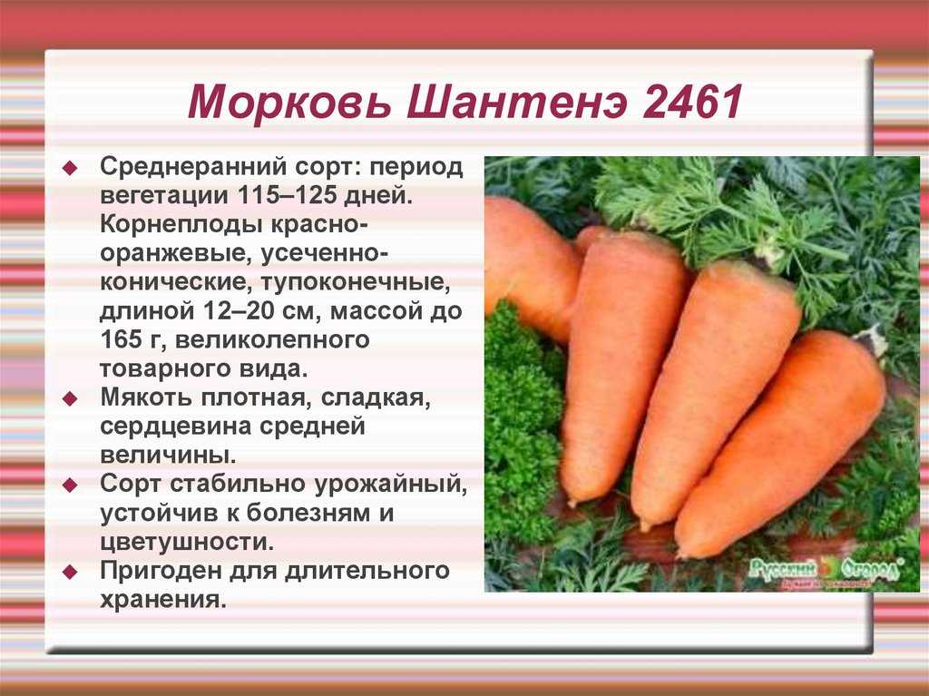 Лучшие сорта моркови для средней полосы. Шантане морковь Шантанэ. Сорт моркови Шантане. Морковь Шантане Королевская. Шантане морковь характеристика.