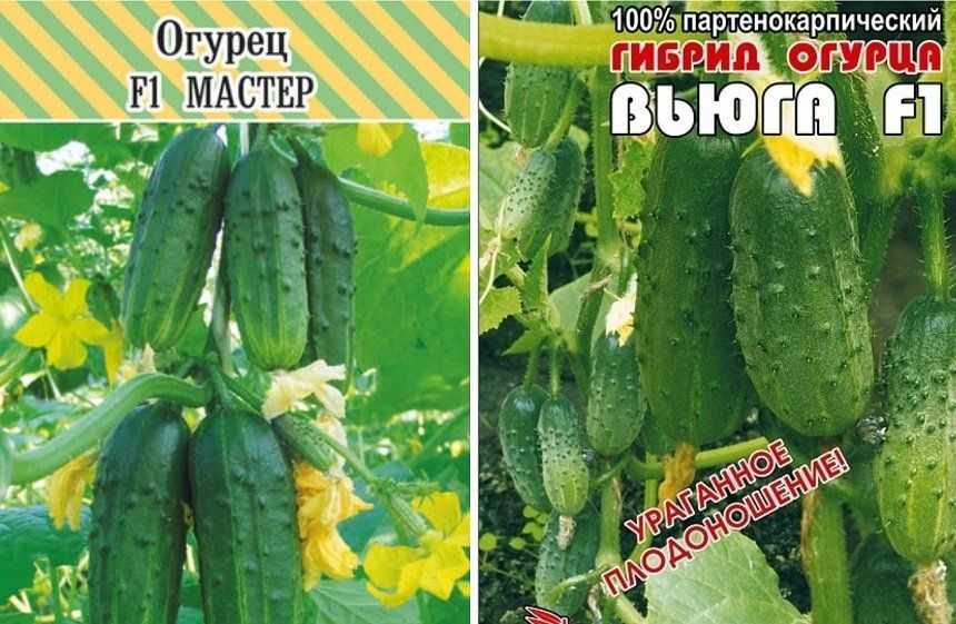 20 лучших сортов огурцов для открытого грунта, самоопыляемые пучковые