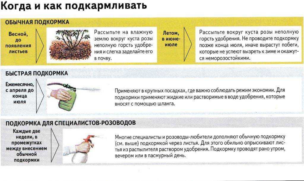 Как часто нужно поливать розы в зависимости от сезона