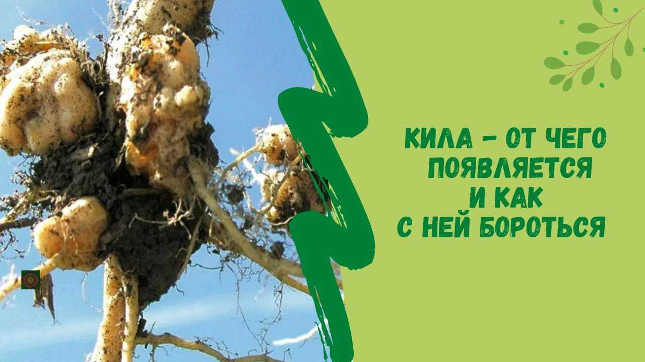 Как избавиться от килы на капусте: меры борьбы