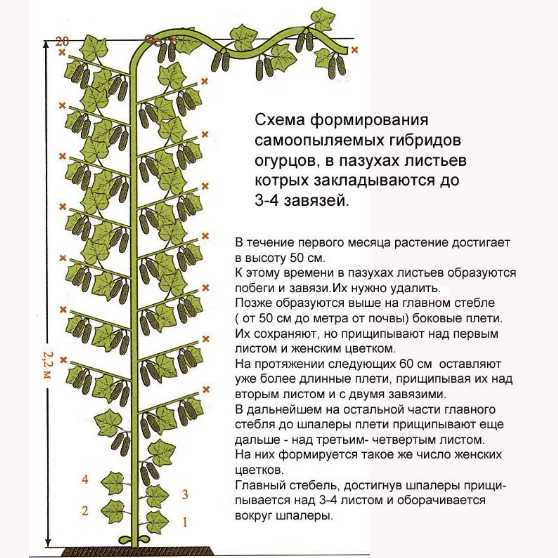 Как прищипывать огурцы, когда нужно и зачем