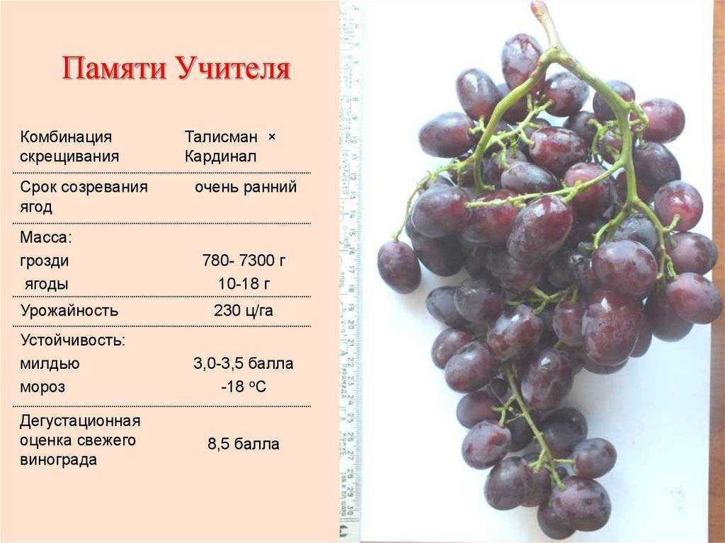 12 лучших винных сортов винограда для северного виноградника