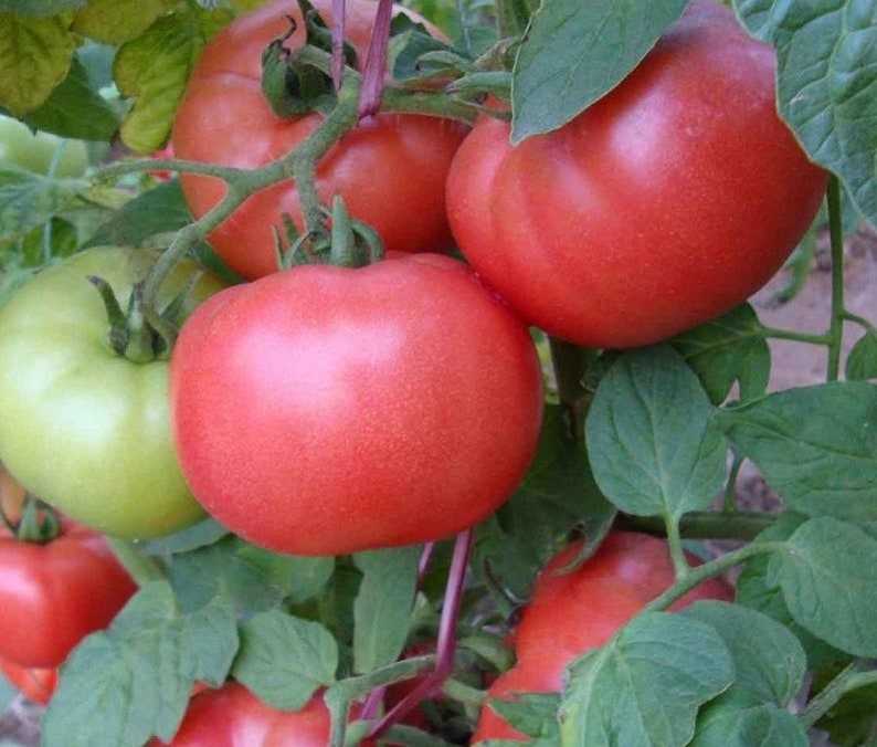 Описание сорта томата «демидов» — урожайность, вкус, сроки созревания