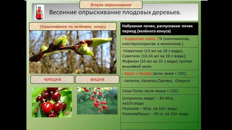 Обработка деревьев осенью 2021 года от болезней и вредителей на зиму, какие препараты использовать
