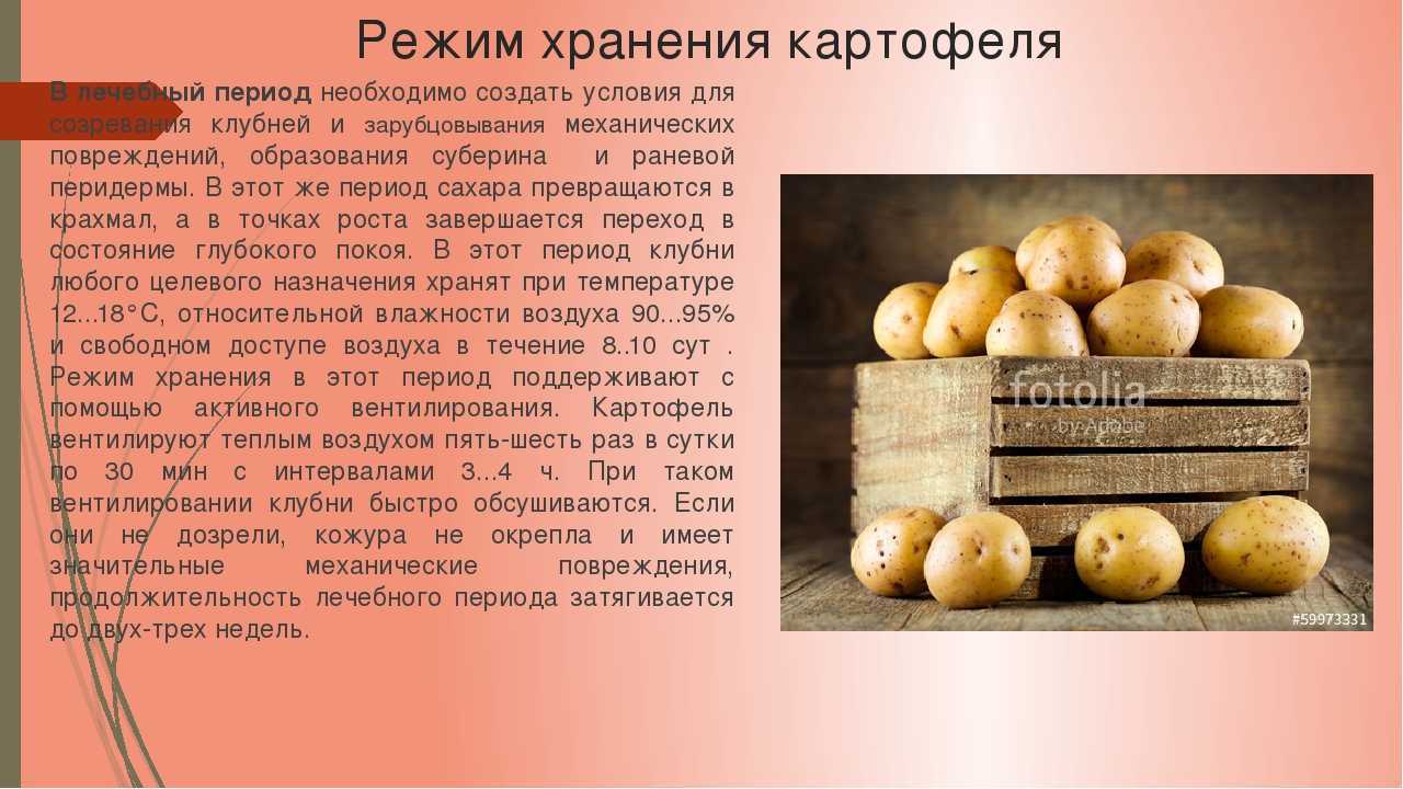 Где и как хранить картофель в квартире, чтобы он не прорастал