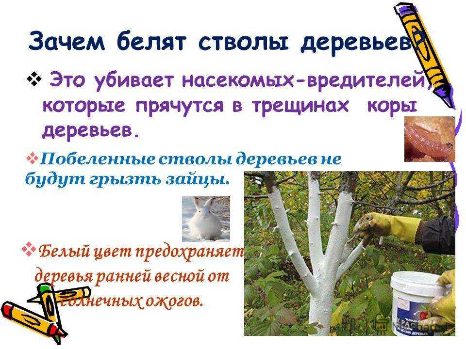 Побелка плодовых деревьев | во саду и в огороде