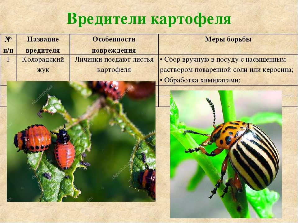 Нашатырный спирт в саду и огороде: применение, от вредителей, для клубники, отзывы