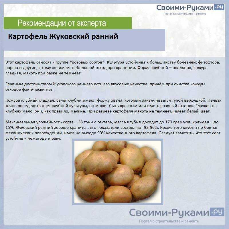 Картофель "фермер" с подробным описанием сорта, фото, отличительные характеристики русский фермер
