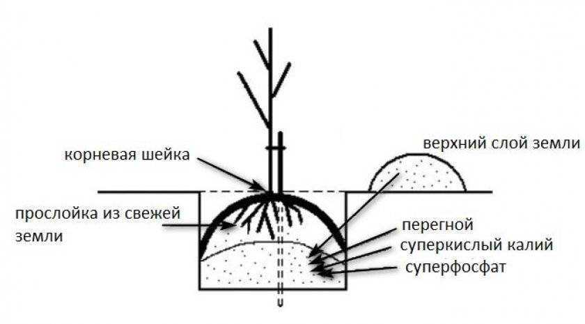 Как посадить грушу весной и осенью – пошаговое руководство