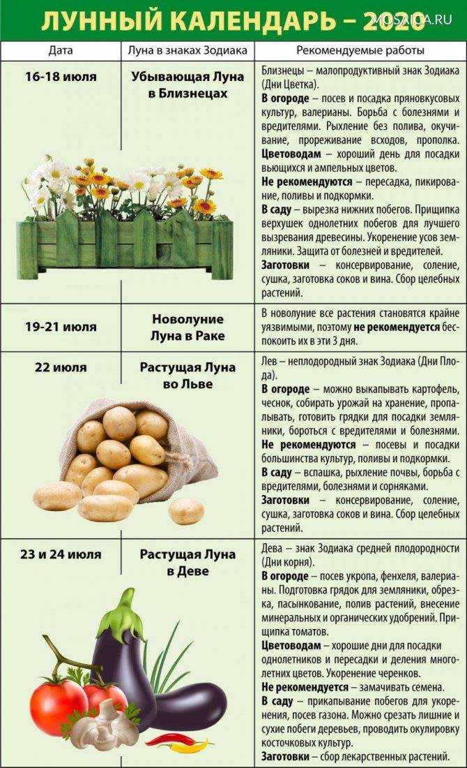 Когда убирать лук с грядки на хранение – сроки и правила