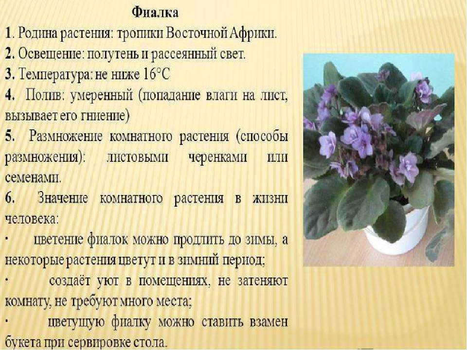 Фиалки в доме – какие приметы с ними связаны