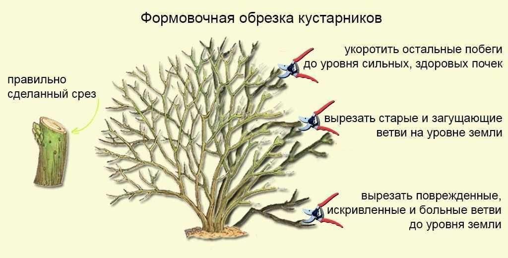 Как обрезать жасмин: как правильно подстричь растение после цветения и осенью, зачем формировать чубушник?