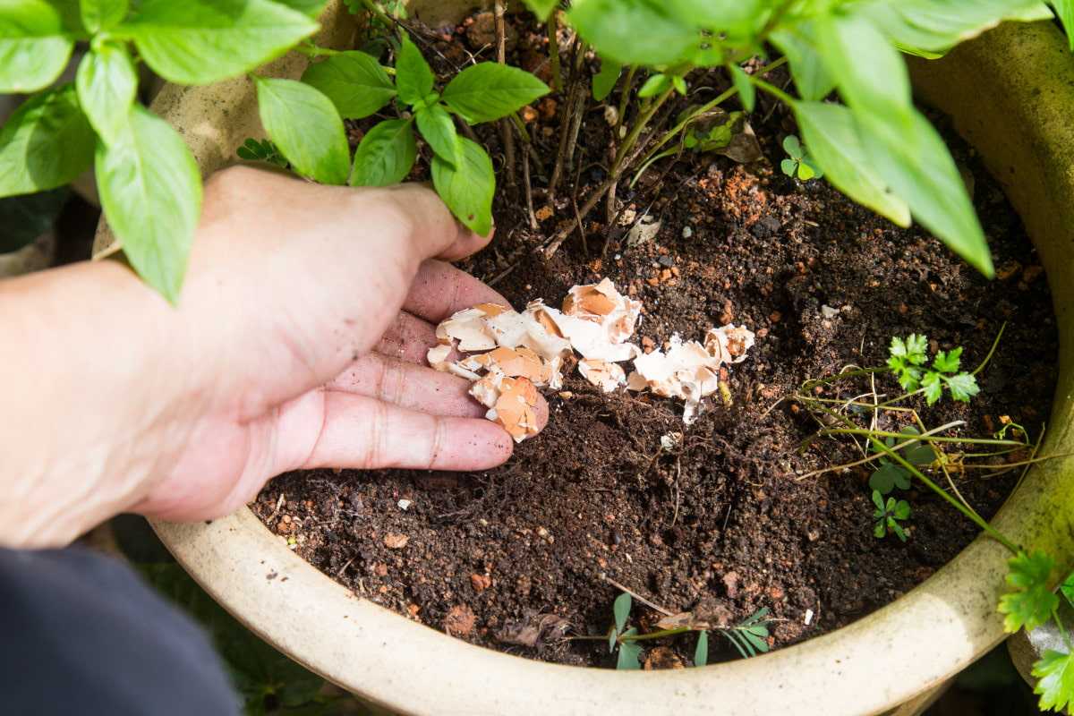 Яичная скорлупа как удобрение для огорода и рассады