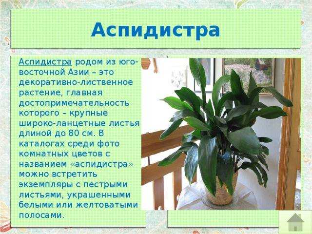 Замиокулькас: уход в домашних условиях, полив, почва, 12 фото