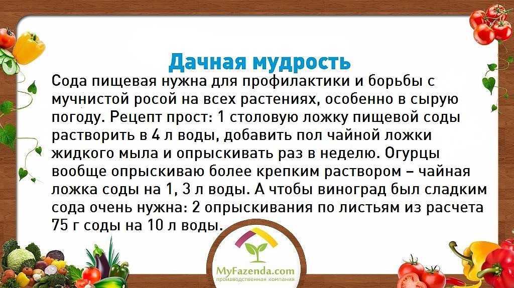 Подкормка йодом рассады, отзывы