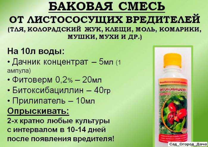 Серая гниль на винограде и другие виды: фото, почему гниют ягоды прямо на кусте, чем и когда обработать кисти, чем лечить? selo.guru — интернет портал о сельском хозяйстве