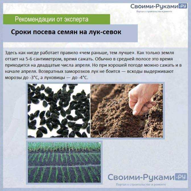 Как вырастить лук из семян на приусадебном участке