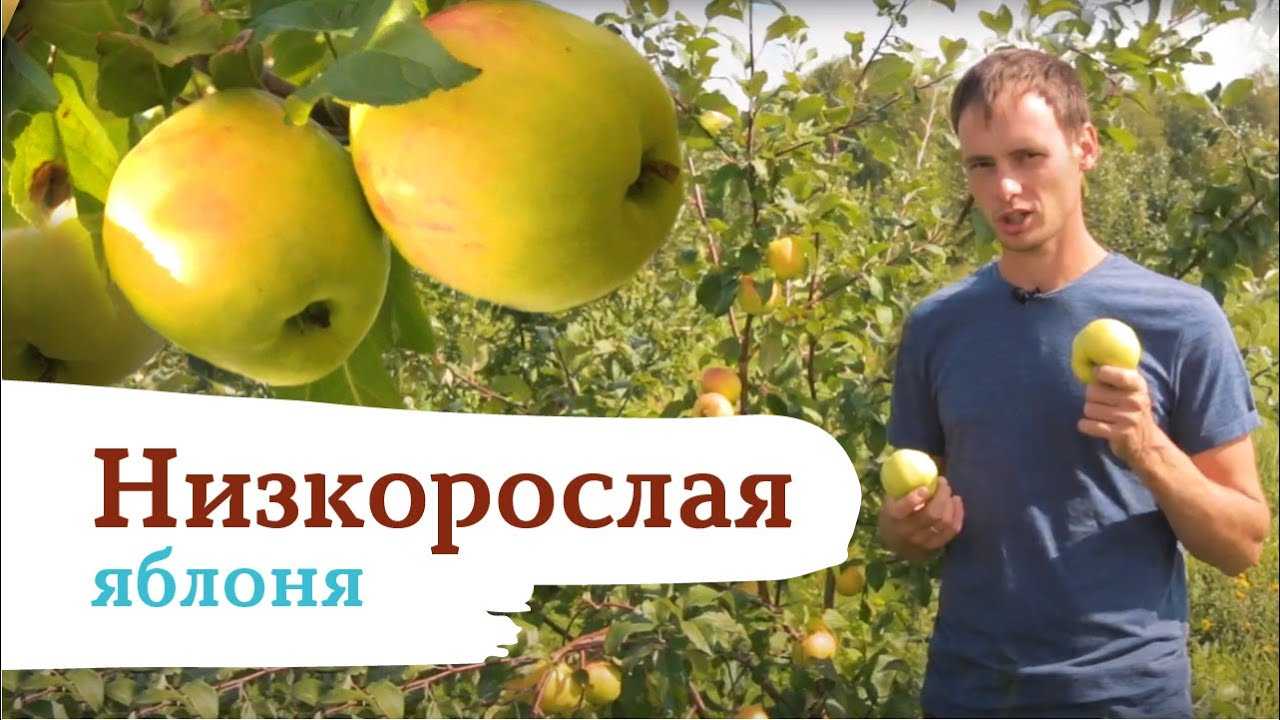 Яблоня чудное: особенности сорта и ухода