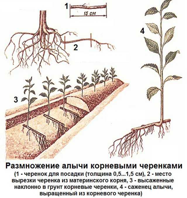 Вишня войлочная: описание, сорта, размножение, особенности посадки, правила ухода, принципы обрезки, болезни и вредители, фото