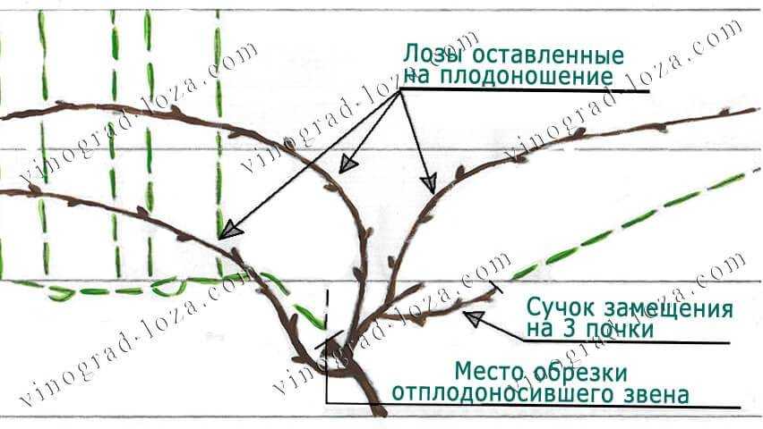 ᐉ общие правила обрезки - обрезка и формирование виноградных кустов - roza-zanoza.ru