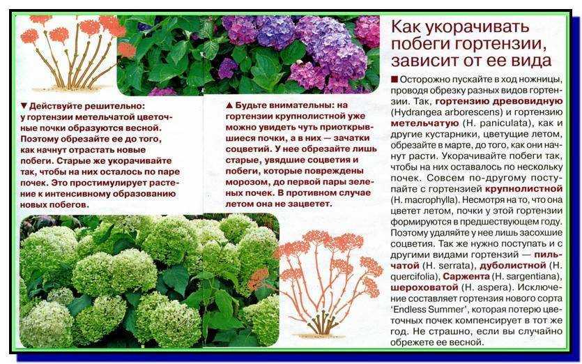 Как правильно обрезать древовидную гортензию осенью